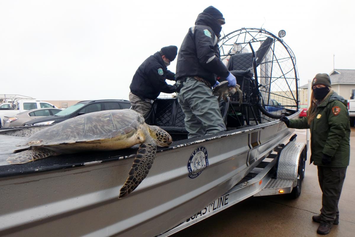 A sea turtle rests on a Texas Parks and Wildlife boat
